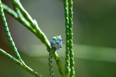 Chamaecyparis lawsoniana 'Imbricata Pendula' - cypřišek lawsonův - nezralá šištice